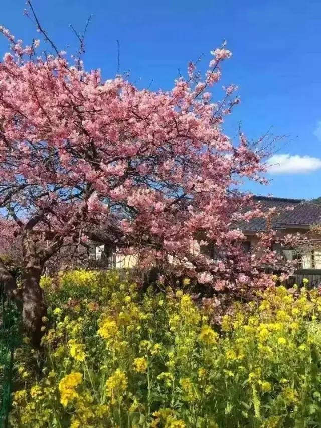 催命符之劫后重生 推荐视频