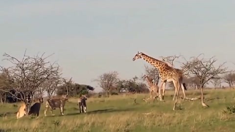 启蒙映画 产品图片