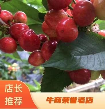 农场小牛牛：偷拍风波 推荐视频