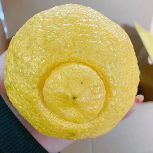 冤情必报 推荐视频