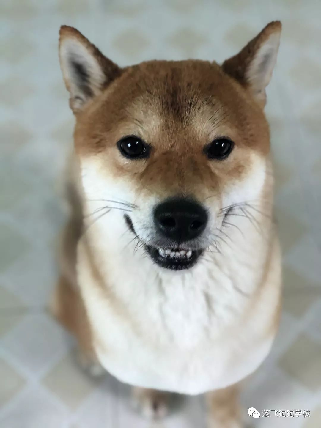 倒霉日 推荐视频