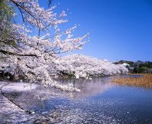 冒牌杀手 推荐视频