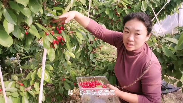 侠女十三妹 推荐视频