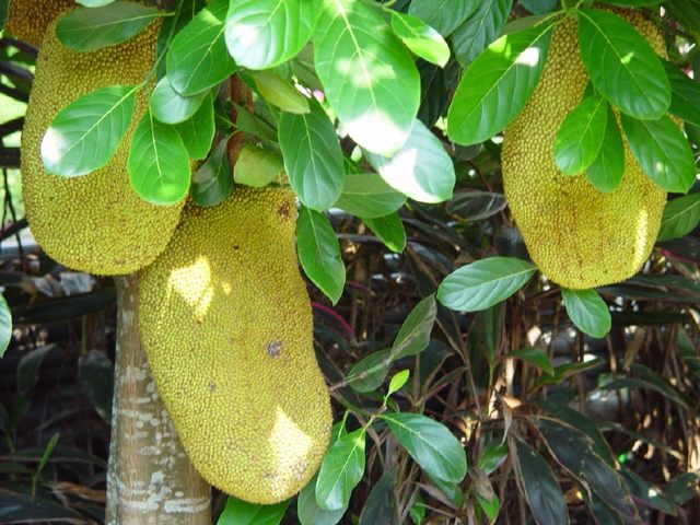 僵尸大时代 推荐视频