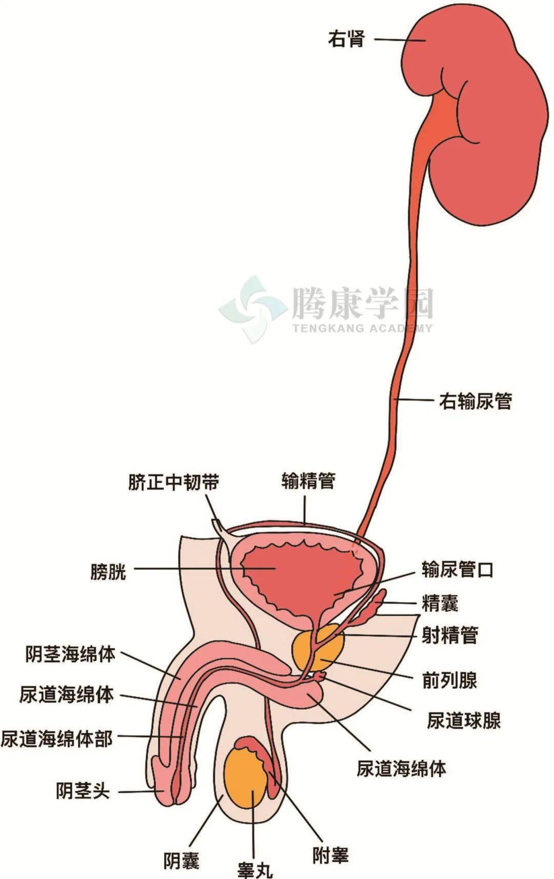 僵尸皇帝 推荐视频