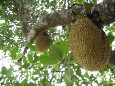 伯斯特的心 推荐视频