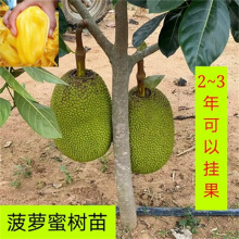 僵尸2013 推荐视频