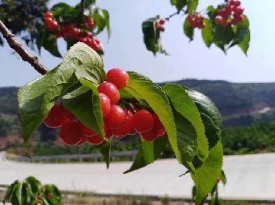 傀儡人 推荐视频