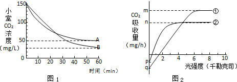 伍德肖克的偏执
