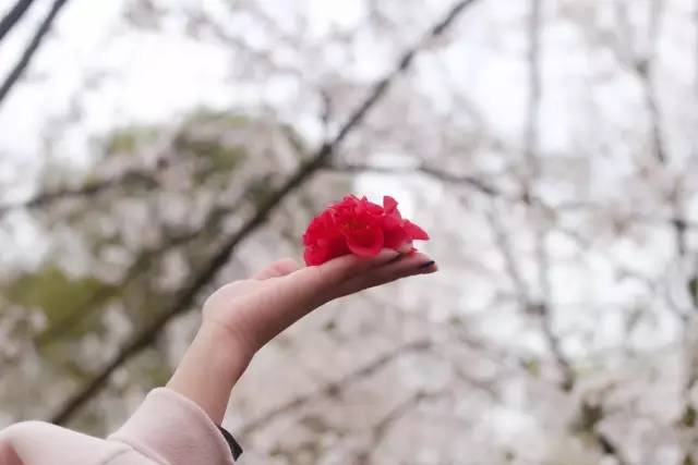 使徒行者（粤语版） 推荐视频