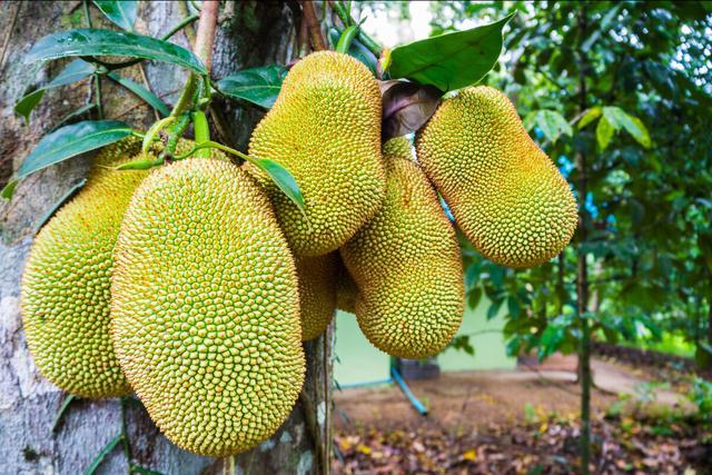 使徒行者（粤语版） 推荐视频