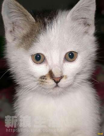 假面骑士×假面骑士 铠武 推荐视频