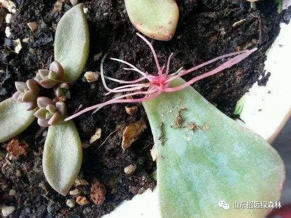 倒数说爱你 推荐视频