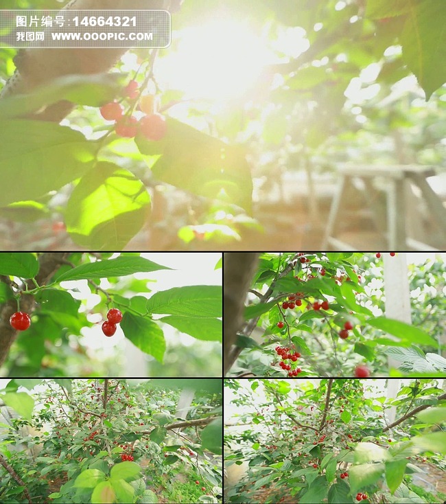 代号：皇帝 推荐视频