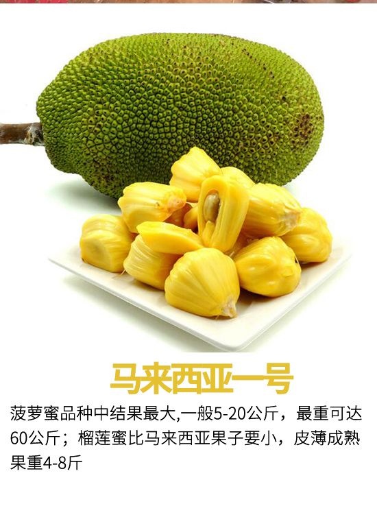 儿子、孙子和种子 推荐视频