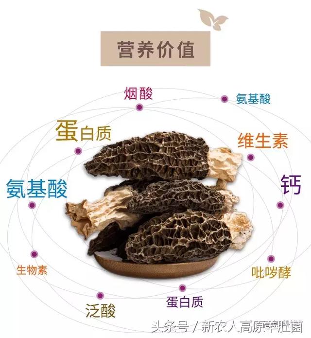 催眠裁决 产品图片