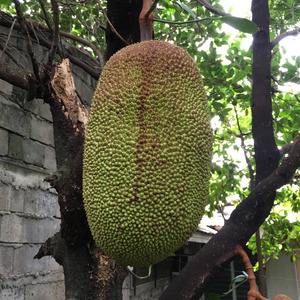 侠骨仁心（国语版） 视频主图