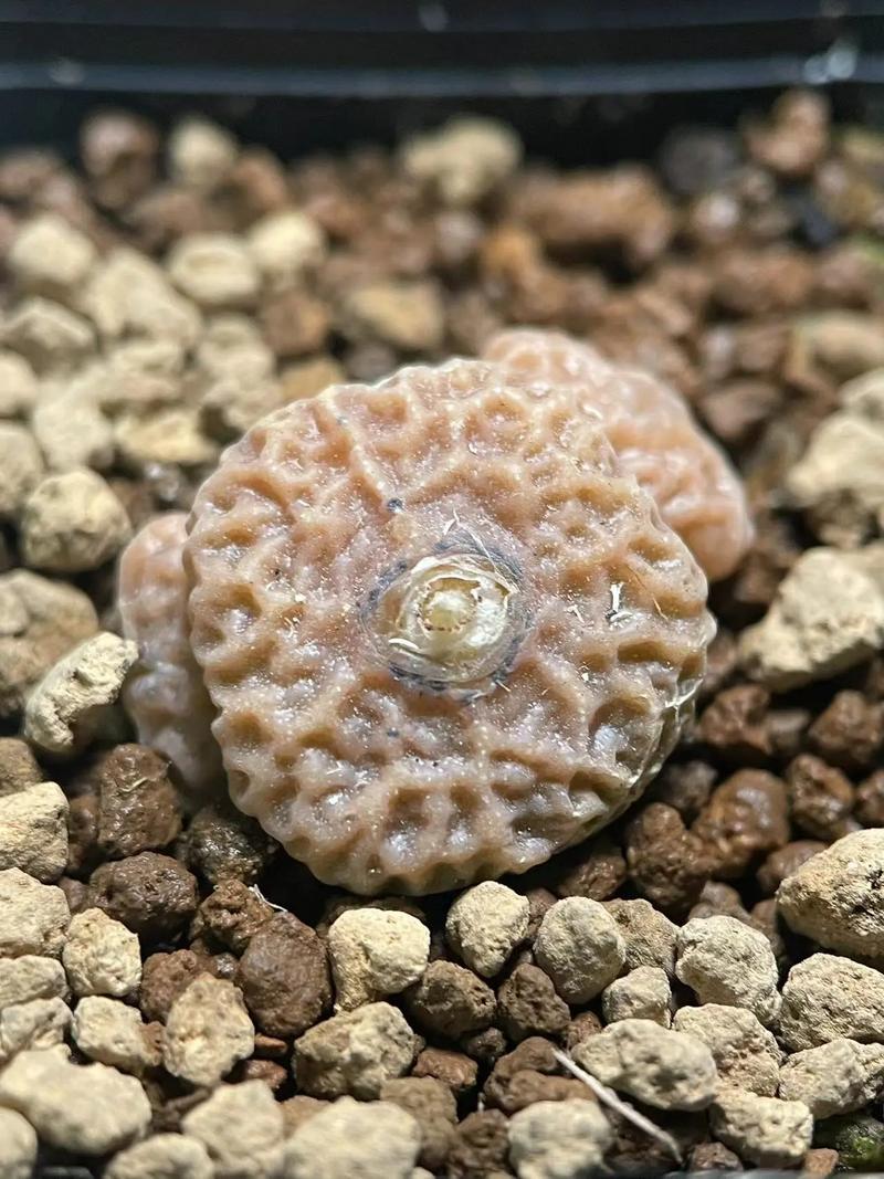 倾国倾城 视频主图