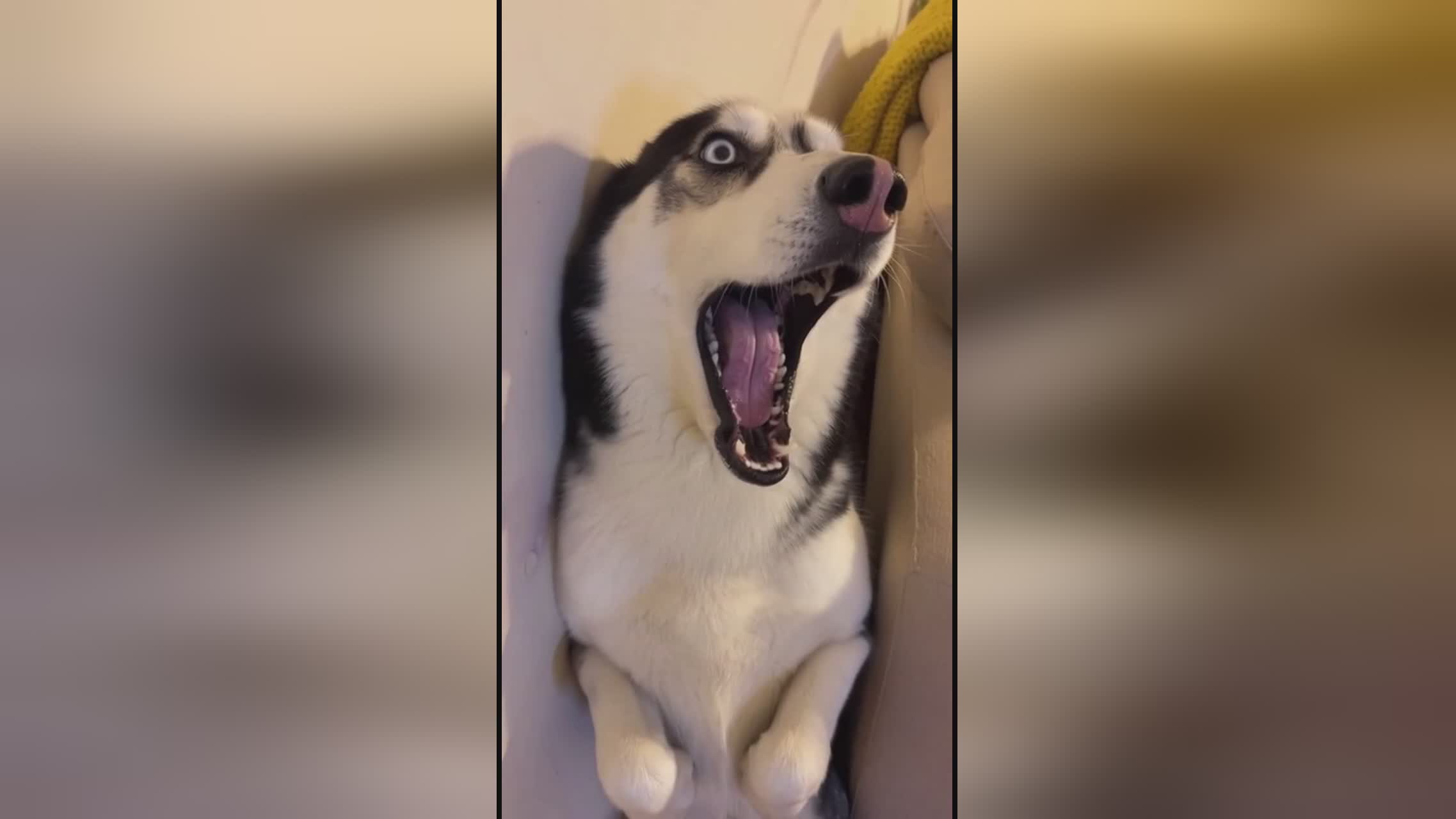 亡国公主驾到，整顿皇室子孙 视频主图