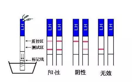 伯纳德行动（国语版） 产品图片