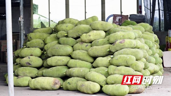 僵尸大时代 推荐视频