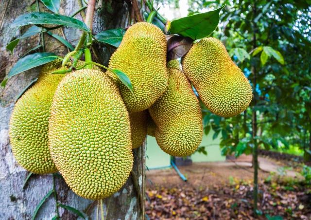 伏妖开封府之御猫展昭 产品图片