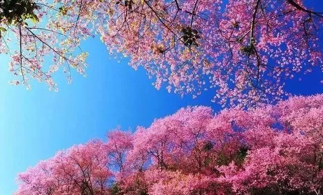 喵星少年漂流记 视频主图