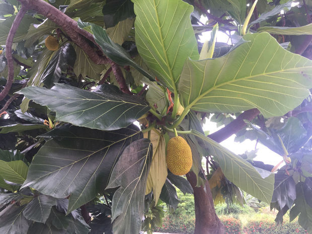 垫底辣妹 产品图片