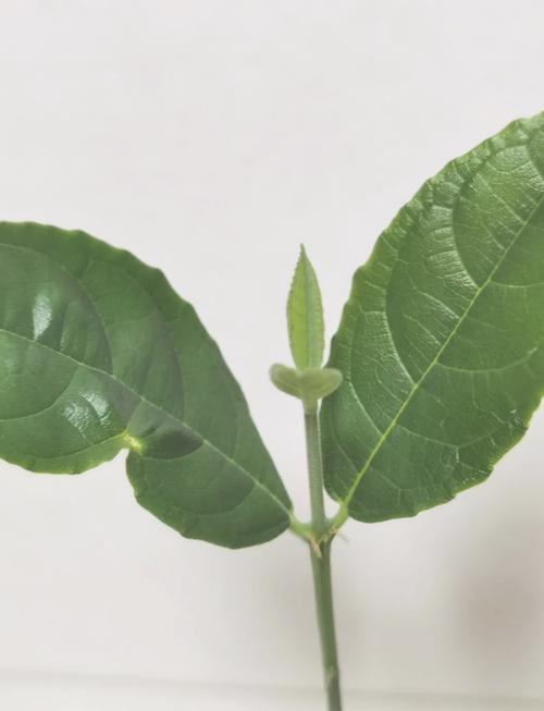 伊莉莎与玛瑟拉 推荐视频