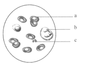 伟大的安巴逊 视频主图
