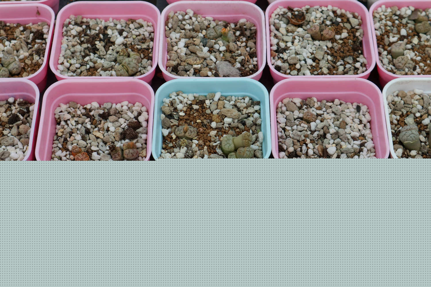 佐格与飞行医生