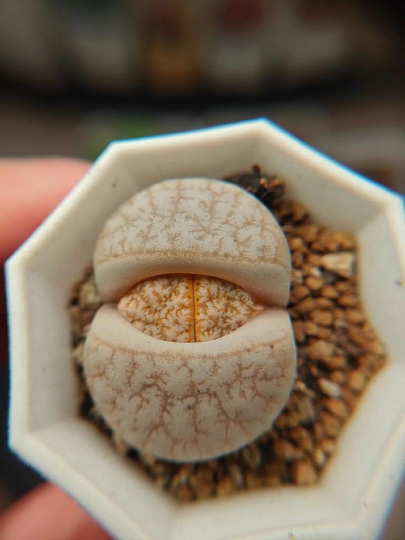 佐格与飞行医生